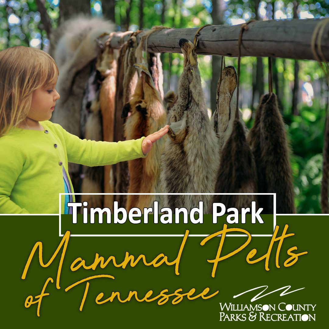 Kids activities in Franklin, TN at Timberland Park.