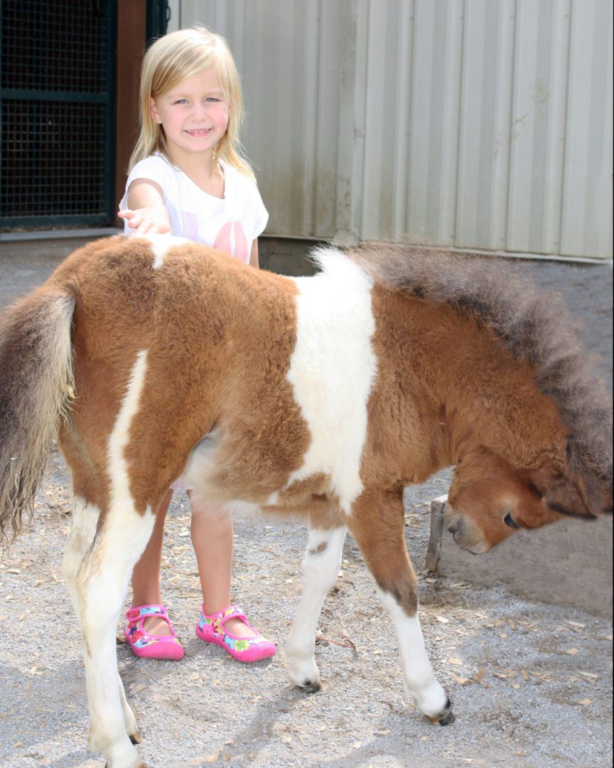 Western Pony Camp Photo