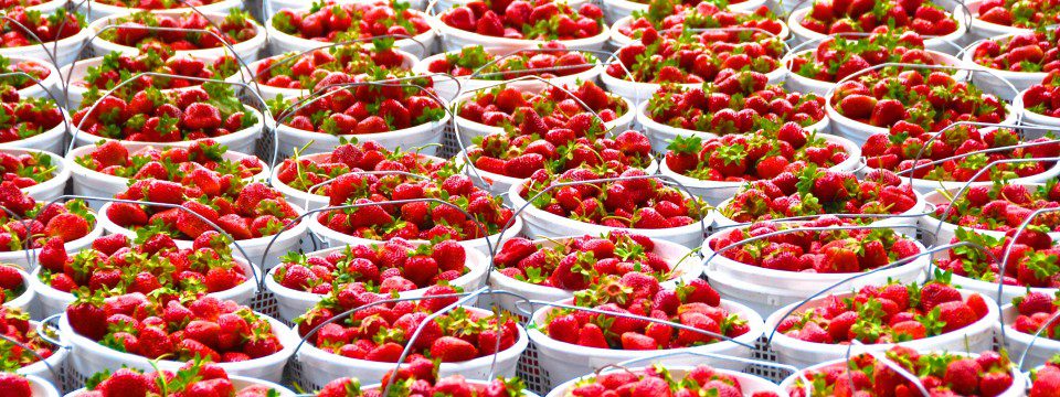 Franklin Farmers Market Strawberry Festival, Franklin TN, downtown fun family events, activities and things to do.