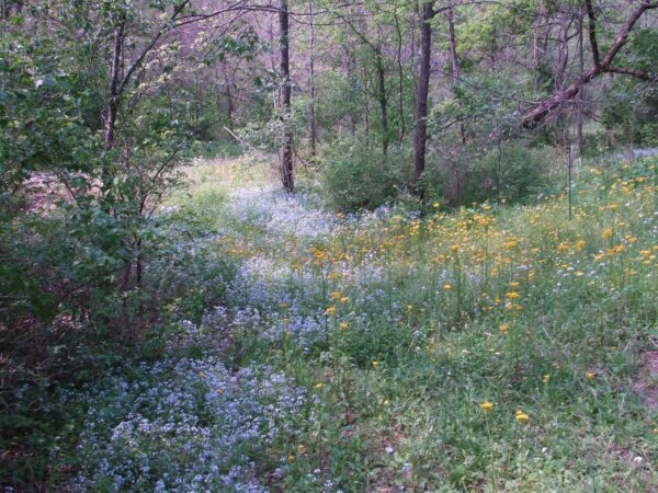 Owl's Hill Nature Sanctuary Brentwood, TN_Wildflowers