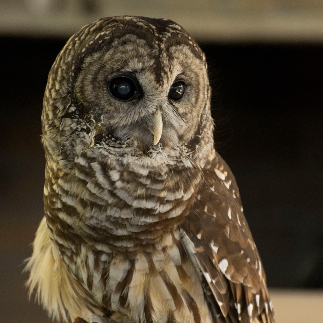 Owl's Hill Nature Sanctuary Brentwood, Tennessee_Owl