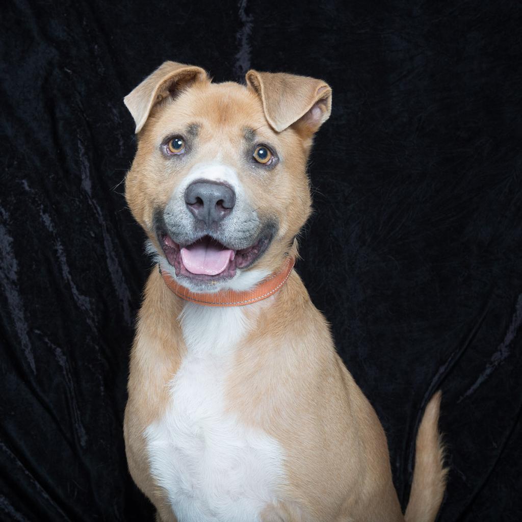 Bruno, Williamson County Animal Center Pet of the Week
