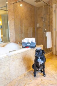 Dog-Friendly Hotel Options in Nashville & Franklin
