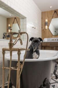 Dog-Friendly Hotel in Franklin & Nashville