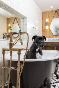 Dog-Friendly Hotel in Franklin TN
