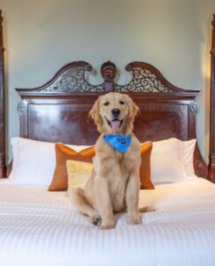 Dog-Friendly Hotel in Nashville Tennessee
