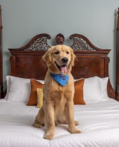 Dog-Friendly Hotels Franklin, Nashville, Brentwood