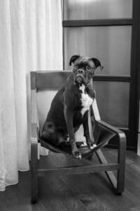 Dog-Friendly Hotels in Franklin and Nashville