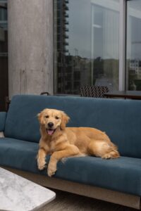 Dog-Friendly Hotels in Nashville & Franklin
