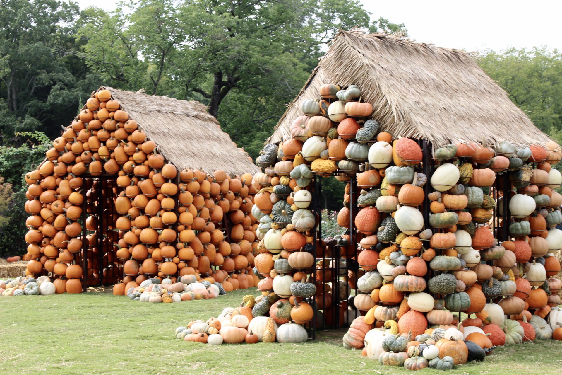 Pumpkin houses, Cheekwood Harvest is an event in Nashville, TN that is fun for the whole family!