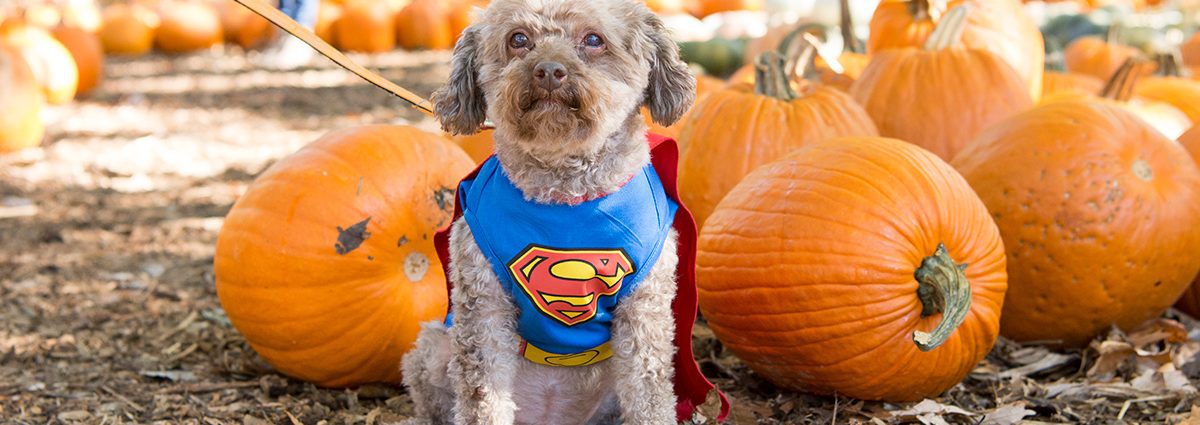 Dog in a costume at the Halloween Pooch Parade in Nashville TN at Cheekwood.
