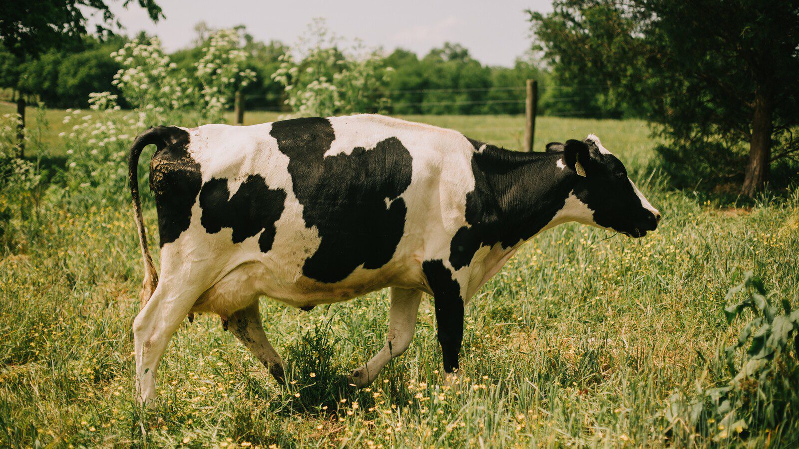Hatcher Family Dairy Tennessee 6