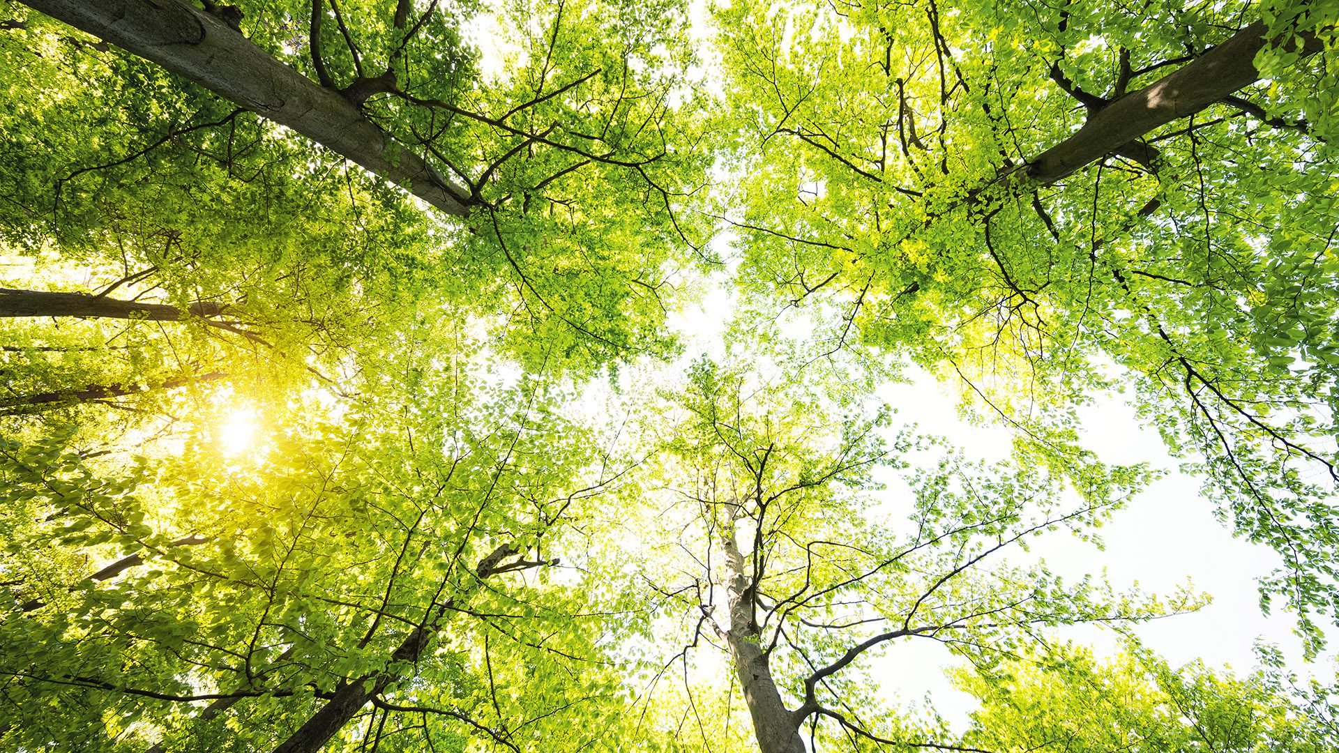 Trees, Arbor Day event offers fun activities in Franklin for the entire family, fun kids’ activities, food trucks, local information, a climbing wall and free tree saplings.