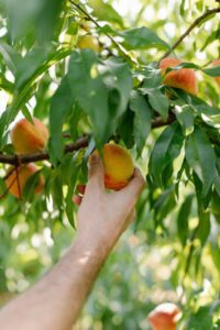Peach truck farm trip, The Peach Truck Nashville.