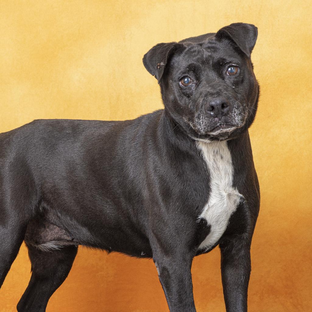 Dog named pearl for adoption, come meet Pearl and all of her adoptable friends at the Williamson County Animal Center!