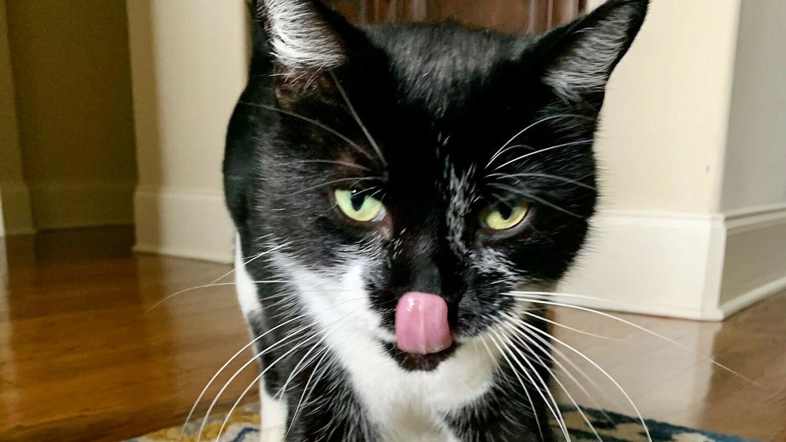 Cat in Rembrandt, the Tuxedo Cat - A Middle Tennessean's Charming Children's Book Series.