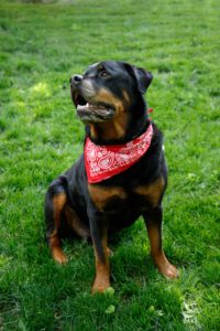 Picture of Scout, Scout's Pub a Franklin, TN restaurant is hosting Scout's Pup Day, a dog-friendly event!