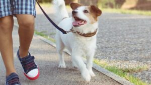 WCAC Franklin, TN Dog Adoptions.