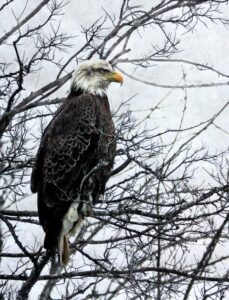 Franklin Art Crawl_Nathan Collie.