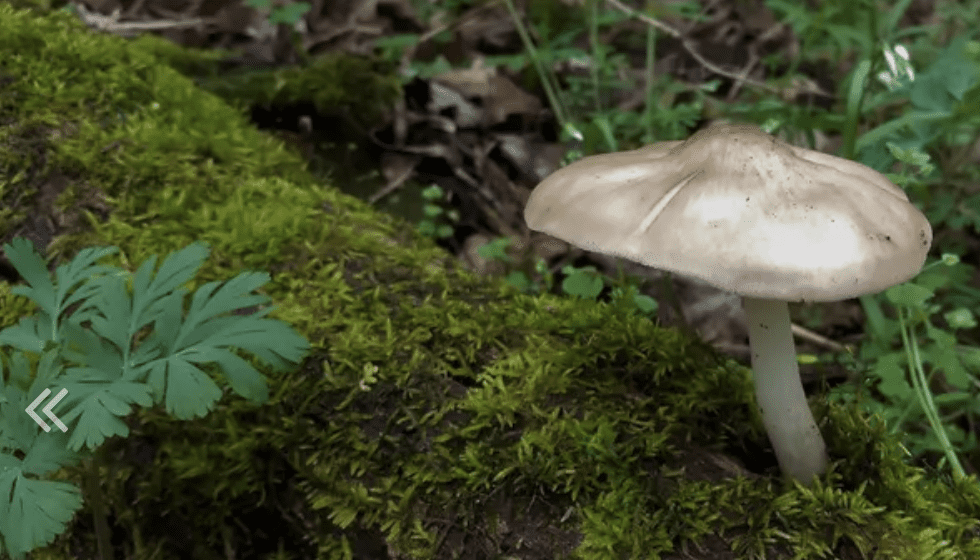 Wild About Fungus Brentwood TN Event_Owls Hill
