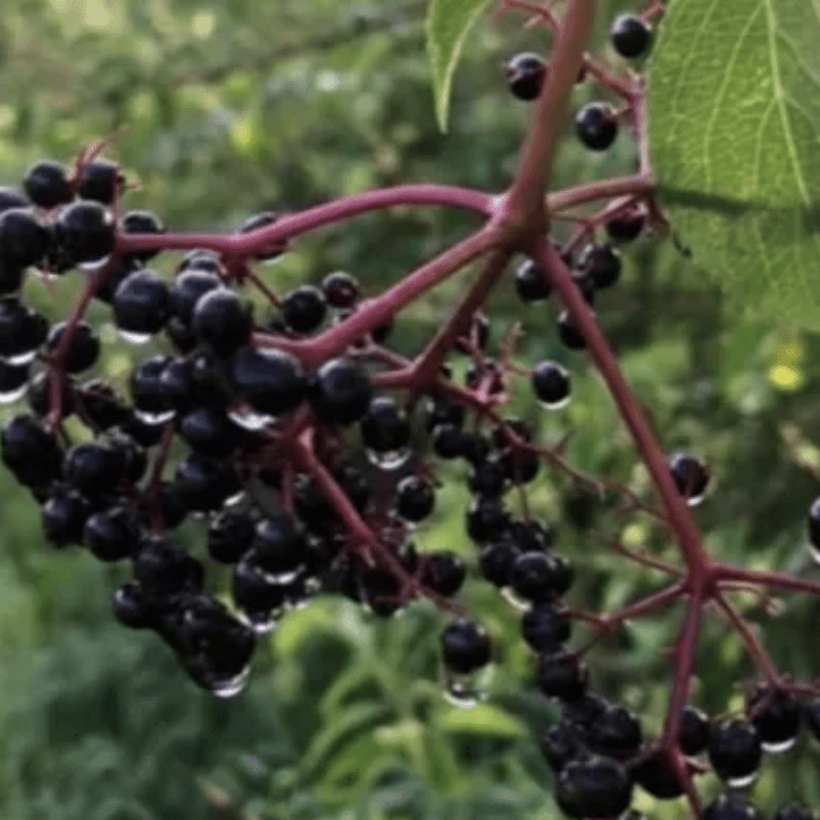 The Elderberry Lady of TN