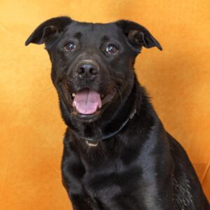 Beemo_Williamson County Animal Center