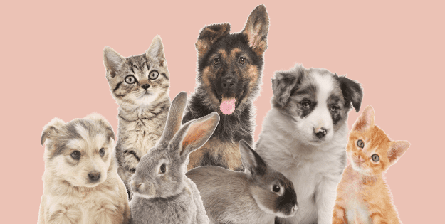 CoolSprings Galleria Easter Bunny's Garden | Pet Photos with Easter Bunny Franklin, TN.