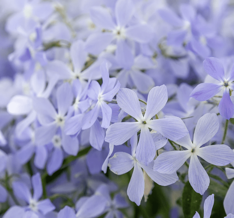 Spring Native Plant Sale in Brentwood, TN, flowers and plants.