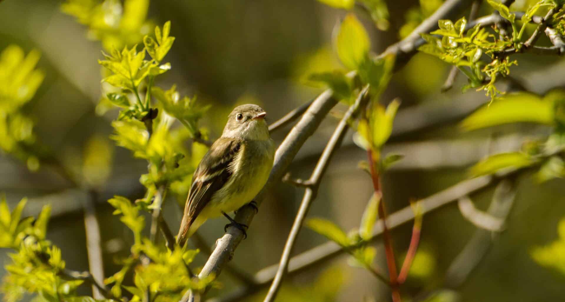 Urban Birding Event Franklin_Tennessee Warbler