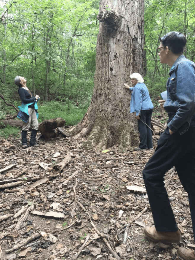 Brentwood, TN Naturalist Workshop Into the Trees at Owl’s Hill Nature Sanctuary.