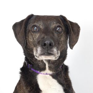 Chloe is almost nine years old and loves to be loved. She is as smart as she is beautiful and knows sit, stay, shake, down, and come. Chloe doesn't care for toys, but has done well with dogs in her time here; we do not know how she is with cats. If you are looking for a lovely lady with plenty of energy, this is the girl for you. Stop by WCAC to meet Chloe and all of her furry friends at the shelter today!