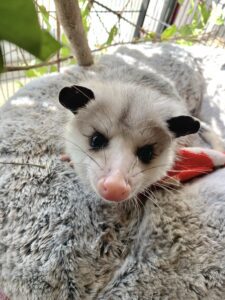 Frodo's mother was found deceased near the Harpeth River with six healthy babies still in her pouch. Under Harmony's care, all five of Frodo's siblings grew up to be full-sized opossums, eventually released back into the wild. However, Frodo remained exceptionally small and was not a good candidate for release, which is why Harmony applied for a special license and he now lives at the Center as its first and only education animal.