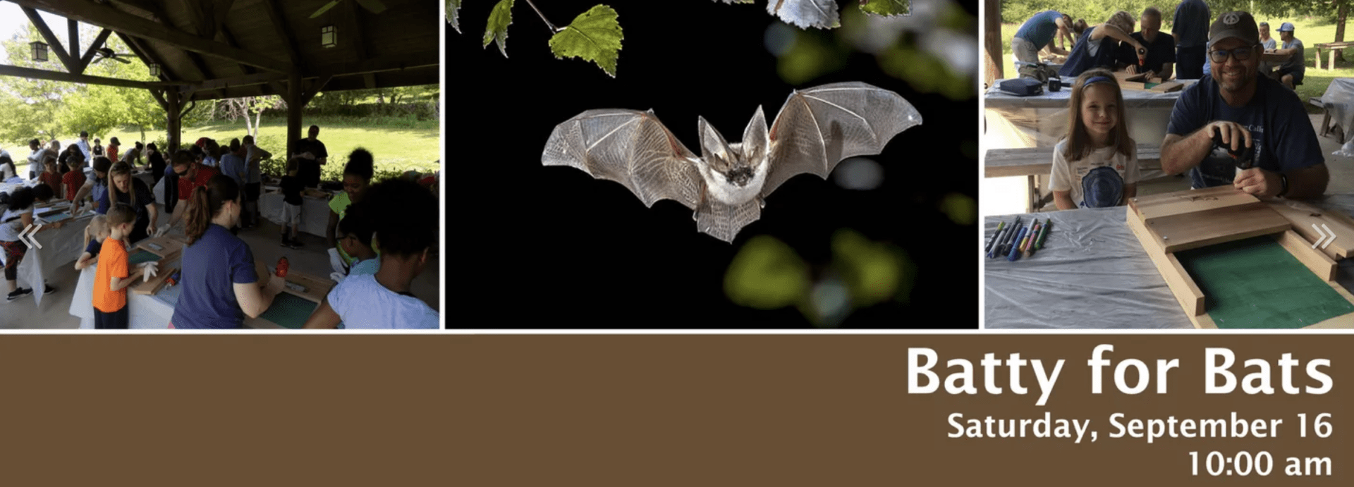 Batty for Bats - Owl's Hill Nature Sanctuary, Brentwood.