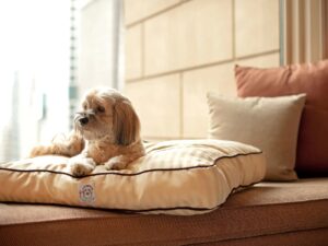 Hyatt Place Nashville : Franklin : Cool Springs Pet Friendly Hotel.