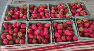 Wagner Berry Farm Spring Hill, TN strawberry picking.