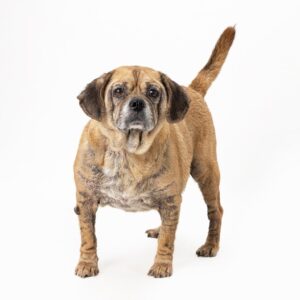 Meet “Bad Bad” Leroy Brown, the bestest boy in the whole darn town. This eight-year old gentleman is as easy going as they come. He is social and well-mannered with other dogs and is used to being around cats and kids. Leroy walks calmly on a leash and is always ready for a well-deserved, post-walk nap. He hasn't shown much interest in toys and is working on sit. His new family must be willing to help him treat a long-term skin condition with the assistance of their veterinarian. Leroy Brown and all his friends are waiting for you to visit them!