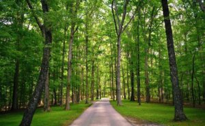Montgomery Bell State Park.