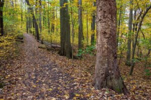 Radnor Lake State Park in Nashville, TN, a hiking trail with beautiful scenery.