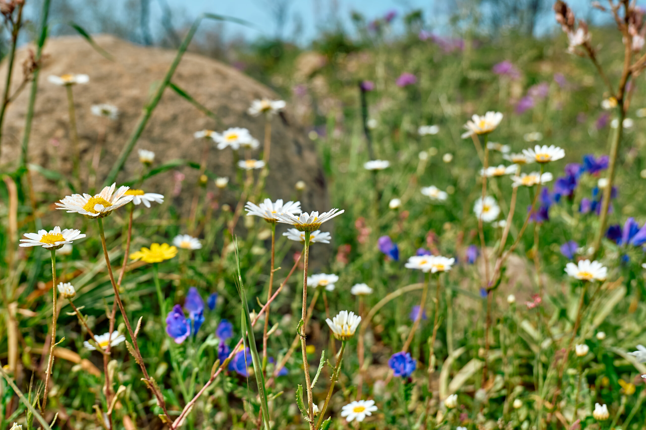 Wildflower hikes in Brentwood, TN at Owls Hill Nature Sanctuary.