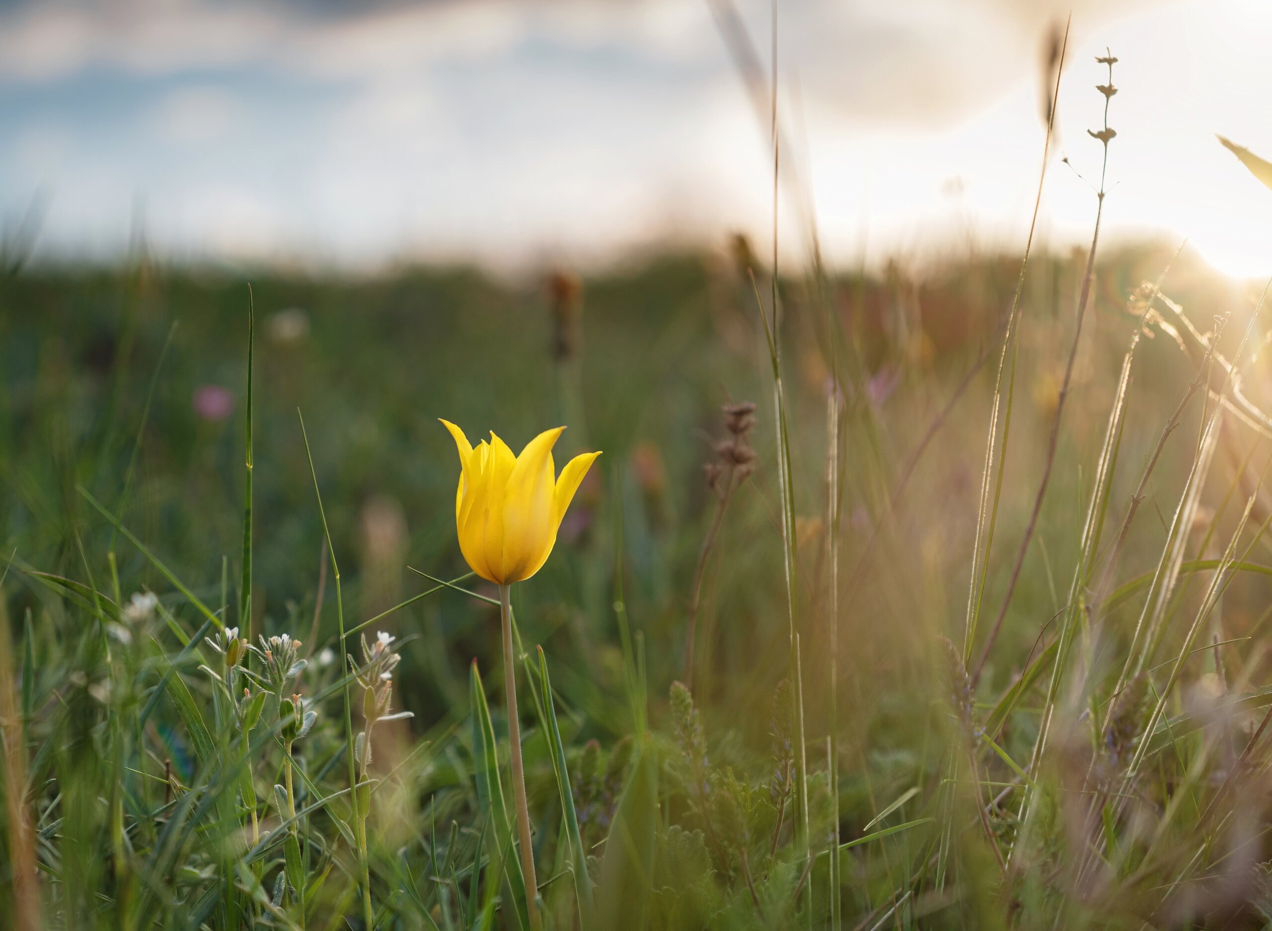 Wildflower hikes in Brentwood, TN at Owl's Hill Nature Sanctuary.