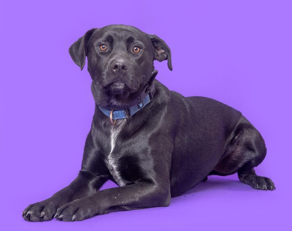 One-year old Alpha is a staff and volunteer favorite at Williamson County Animal Center. This friendly and loving 52-pound boy prefers a calmer environment and likes to go on walks and playing, especially fetch. He quickly learned sit, stay, down, come and place. Alpha gets along well with some – but, not all – dogs so a meet and greet with resident dogs is required before adoption; he is not good with cats. Come by to meet with Alpha and his furry friends at WCAC.