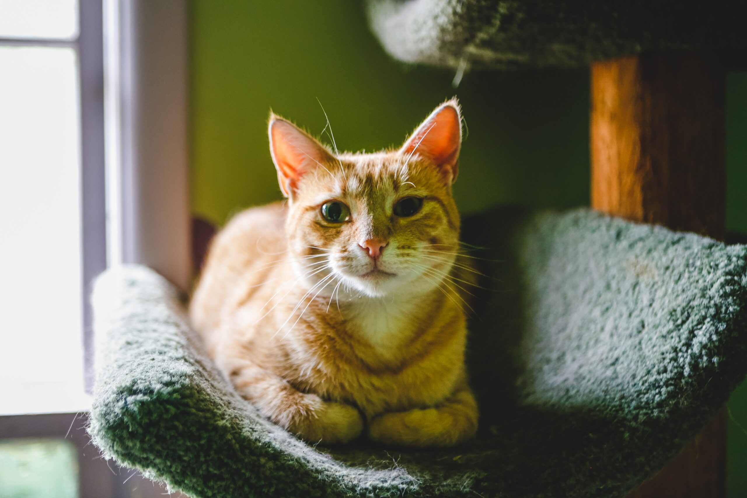 Ginger cat in a cat tree while boarding in Franklin, Tennessee.