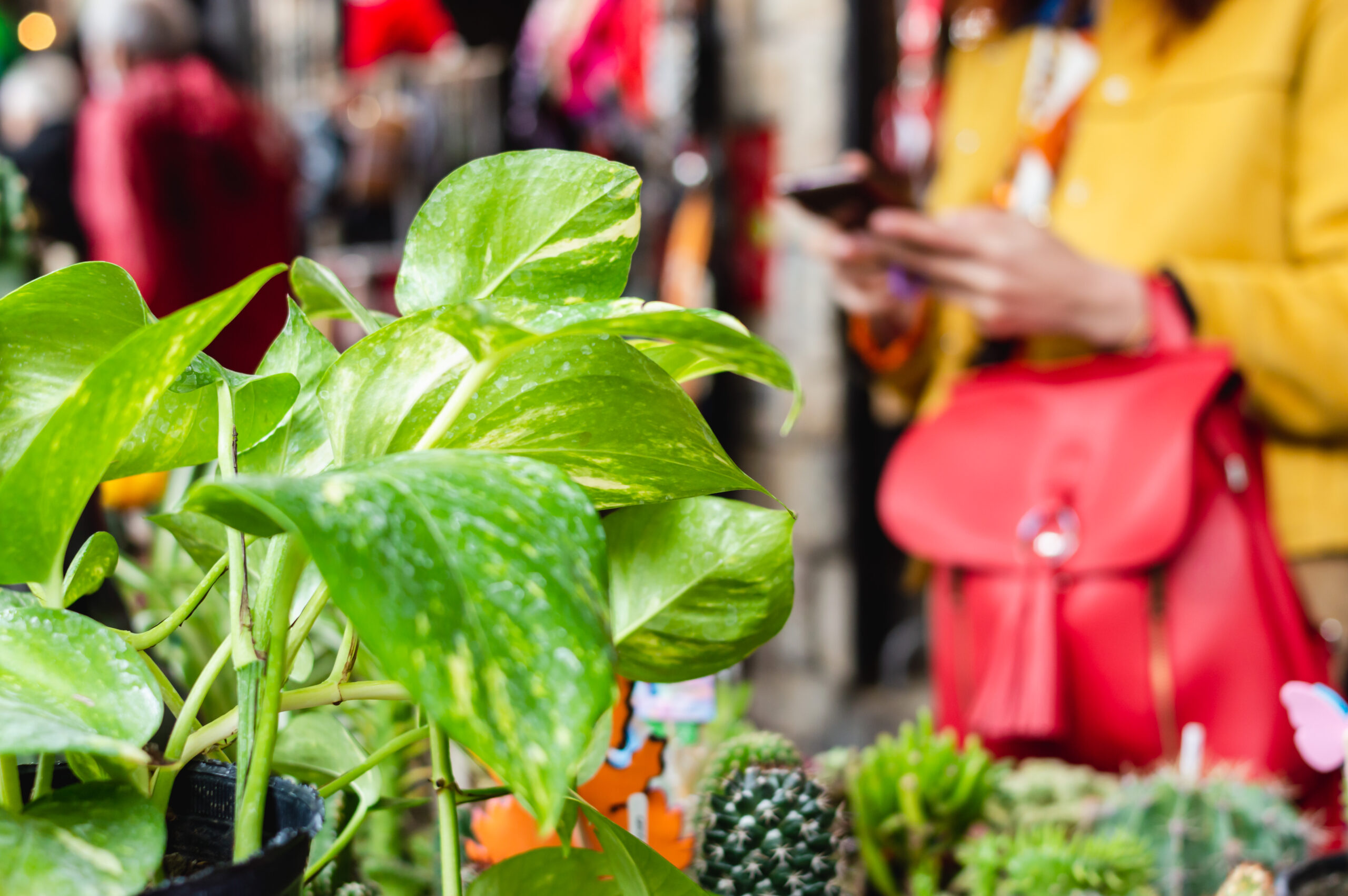 Free Plant Swap at the Brentwood, TN Library, bring any seeds, seedlings, bulbs, or plants you would like to donate to the swap and everyone is welcome, even if you don’t have plants to swap.