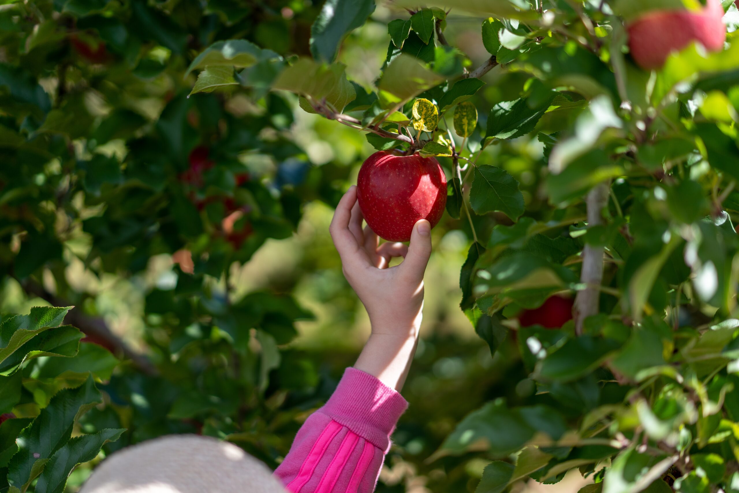 Fall Family Field Trips in Nolensville, TN at Morning Glory Orchard.