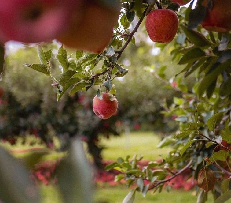 Taste and Tour at Morning Glory Orchard in Nolensville TN.