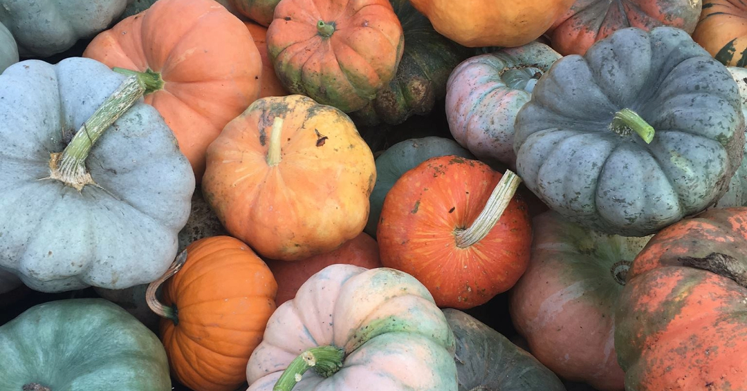 Gentry Farm in Franklin, TN., pumpkin patch with colorful pumpkins.