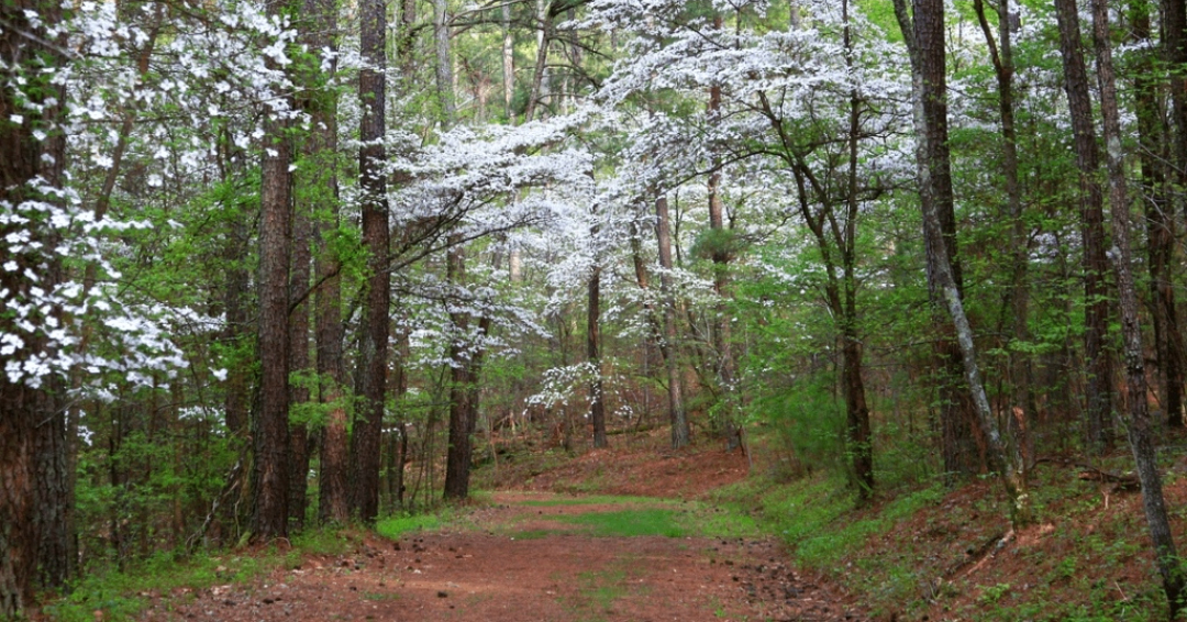 White flowers blooming on a path at Bowie Nature Park in Fairview, TN.