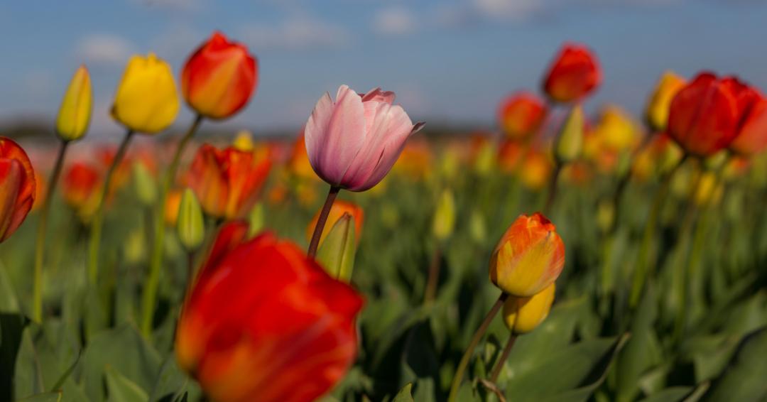 There is a row of tulips in shades of orange, pink, and yellow.