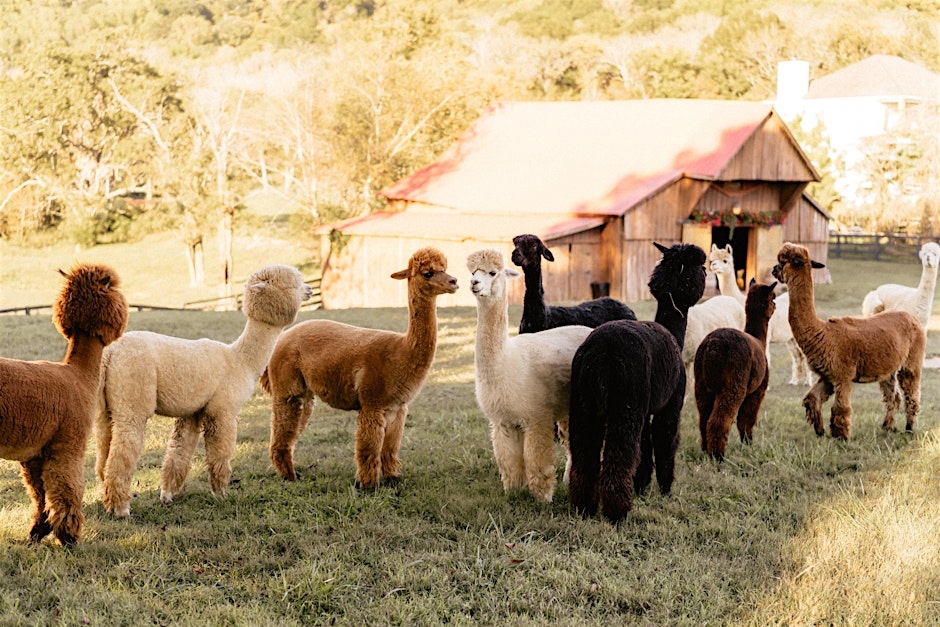 Coleman Valley Alpaca Farm Franklin, TN.