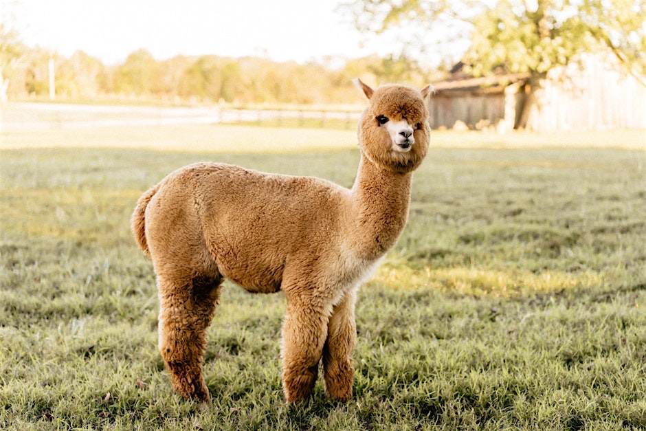Coleman Valley Alpaca Farm in Franklin, Tennessee.